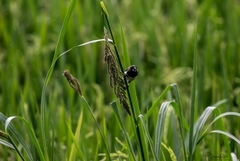 Lonchura leucogastroides