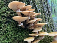 Armillaria