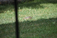 Ictidomys tridecemlineatus