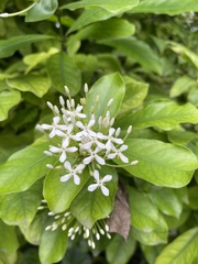 Ixora