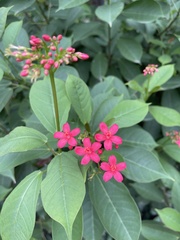 Jatropha integerrima