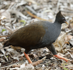 Megapodius reinwardt