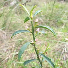 Philotheca myoporoides