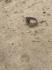 Funambulus pennantii