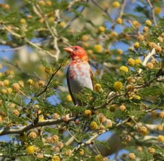 Anaplectes rubriceps