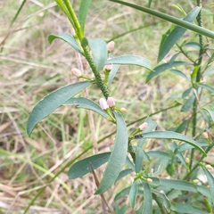 Philotheca myoporoides