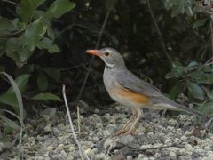 Turdus libonyana