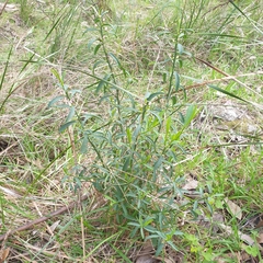 Philotheca myoporoides