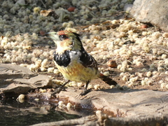 Trachyphonus vaillantii