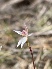 Caladenia alata