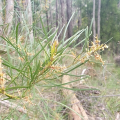 Acacia mucronata longifolia