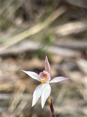 Caladenia alata