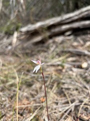 Caladenia alata