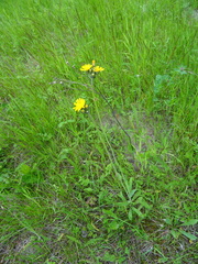 Pilosella caespitosa