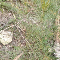 Acacia mucronata longifolia