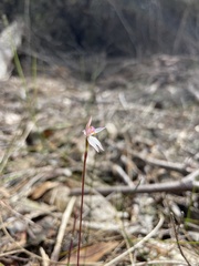 Caladenia alata