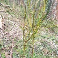 Acacia mucronata longifolia