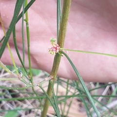 Acacia mucronata longifolia