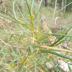 Acacia mucronata longifolia