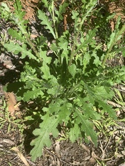 Senecio glomeratus