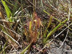 Drosera anglica