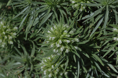 Echium