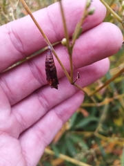 Nymphalidae