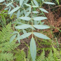 Polyscias sambucifolia