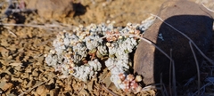 Crassula corallina