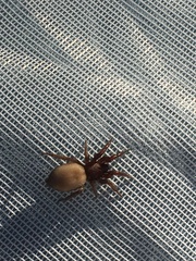 Gnaphosidae