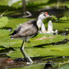 Irediparra gallinacea