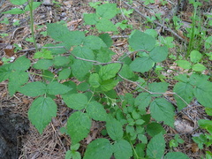 Rubus sachalinensis