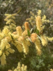 Acacia oxycedrus
