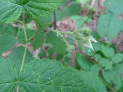 Rubus sachalinensis