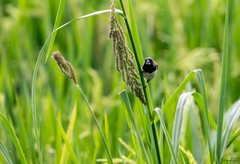 Lonchura leucogastroides