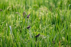 Lonchura leucogastroides