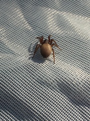 Gnaphosidae
