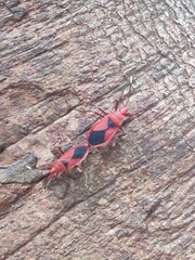 Probergrothius sanguinolens
