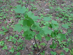 Ribes spicatum hispidulum
