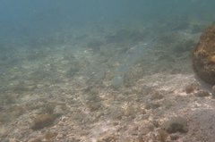 Mugilidae