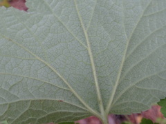 Ribes spicatum hispidulum