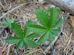 Potentilla thuringiaca