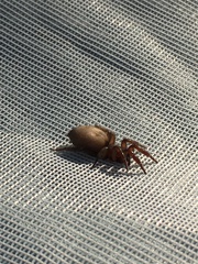 Gnaphosidae