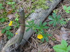 Potentilla thuringiaca