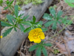 Potentilla thuringiaca