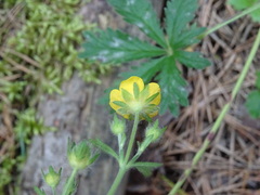 Potentilla thuringiaca