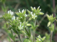Cerastium glomeratum