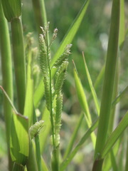 Beckmannia syzigachne