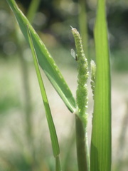 Beckmannia syzigachne