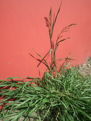 Bromus catharticus
